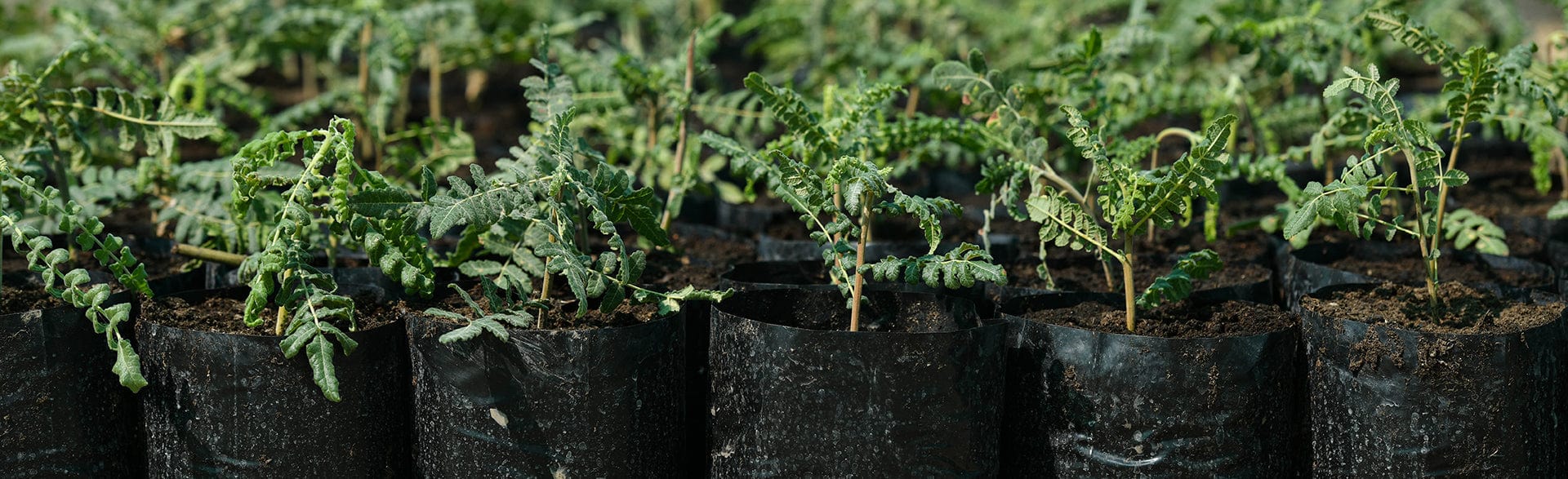 Picture of Frankincense seedlings growing in the nursery in Oman as part of our 'Project Frankincense' sustainability initiative - Neal's Yard Remedies