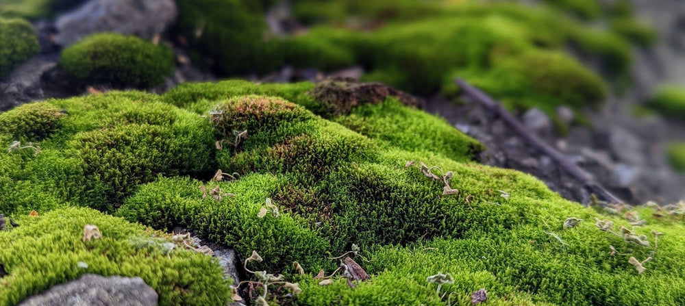 alpine-moss-2238x1000.jpg