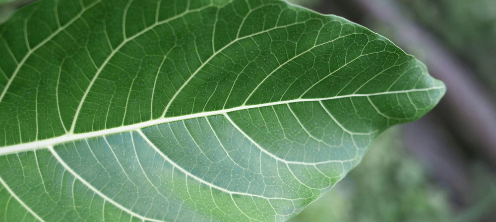 camphor-leaf-oil-2238x1000.jpg