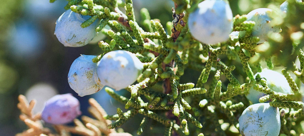 juniper-berry-oil-2238x1000.jpg