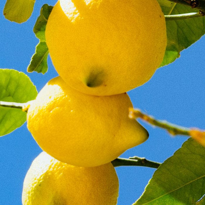 lemon-oil-700x700_2375b951-8144-4472-95fe-42721a8a1e4d.jpg