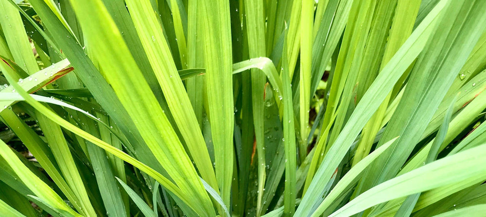 lemongrass-leaf-oil-2238x1000.jpg