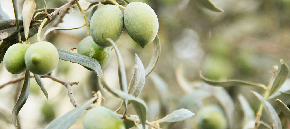 olive-fruit-oil-2238x1000.jpg