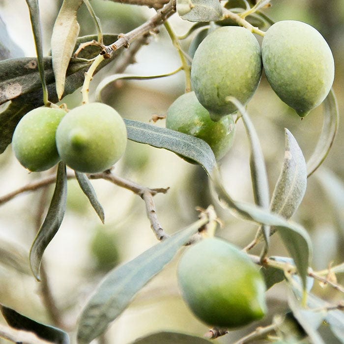 olive-fruit-oil-700x700.jpg