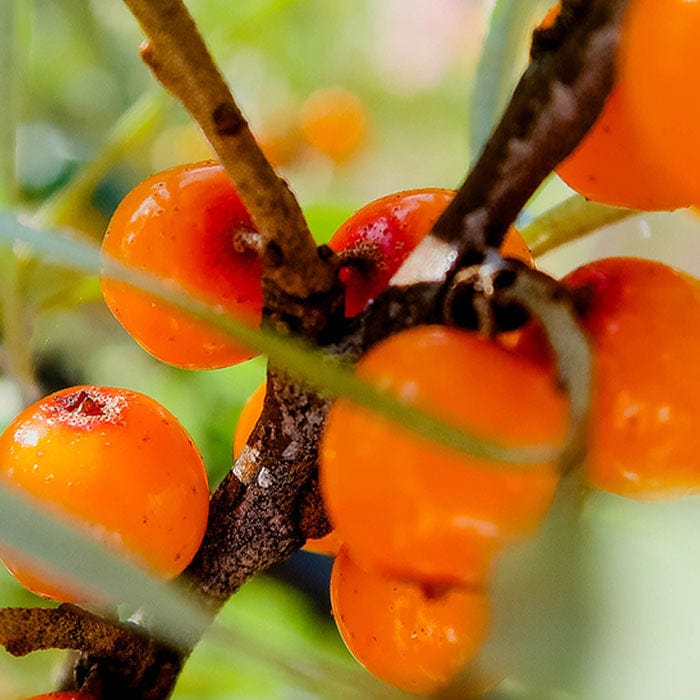 sea-buckthorn-700x700_d50682a4-7a5a-48ec-84ad-388680d58687.jpg