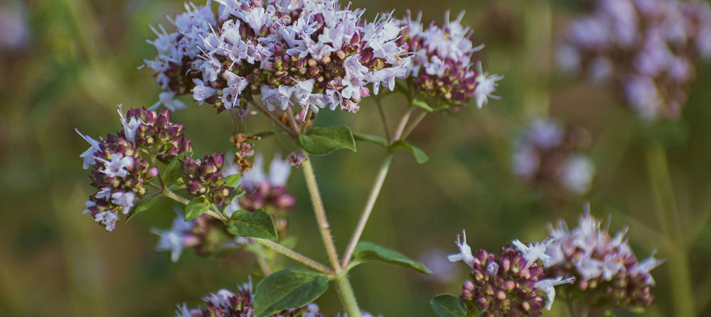 spanish-marjoram-2238x1000.jpg