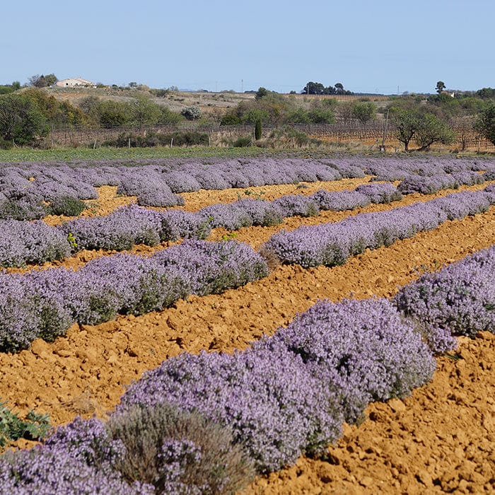 thyme-700x700_714453e5-4d69-4cfc-8c22-41306e2dcf0a.jpg