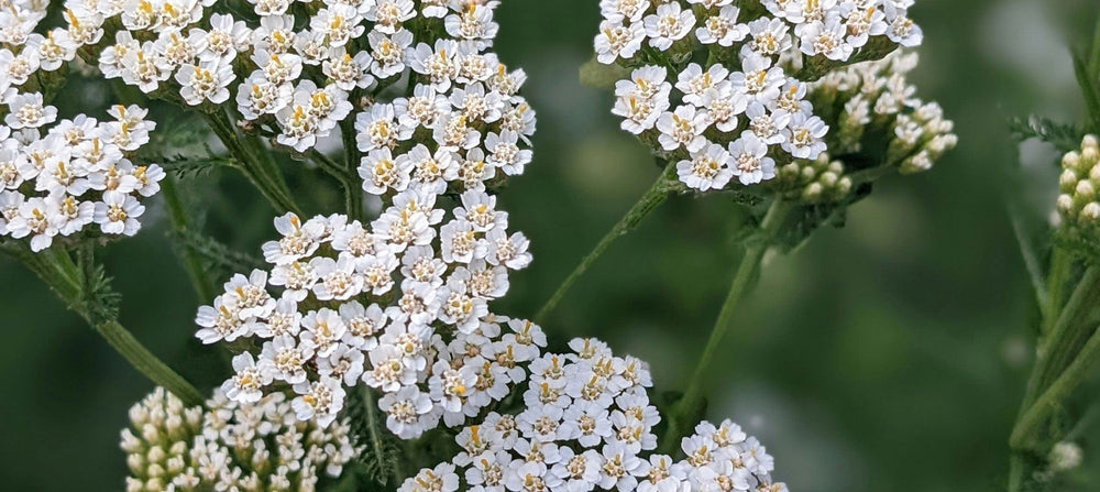 yarrow-flower-extract-2238x1000.jpg
