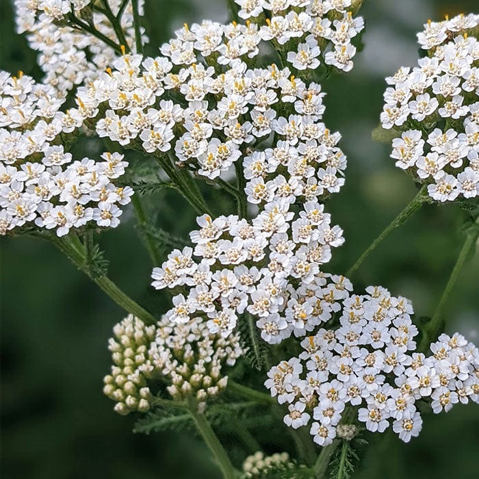 yarrow-flower-extract-700x700.jpg