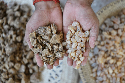 Responsible beauty & wellbeing: how we source our certified organic frankincense