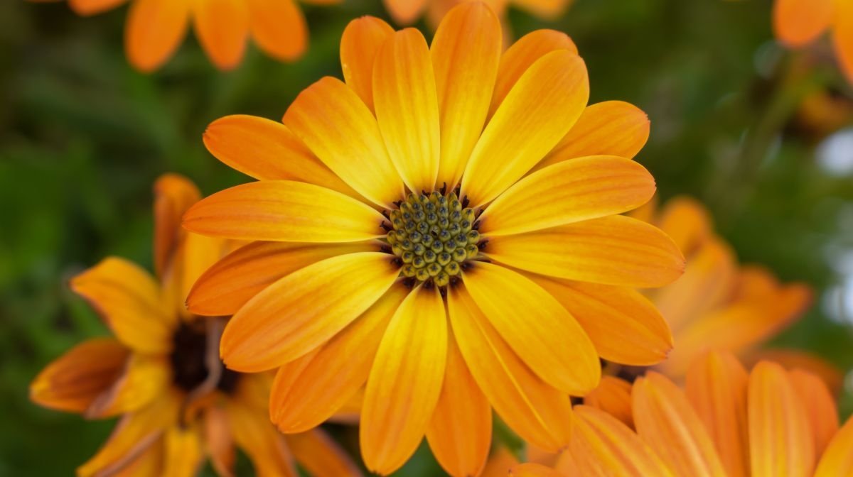 Close up of calendula flower