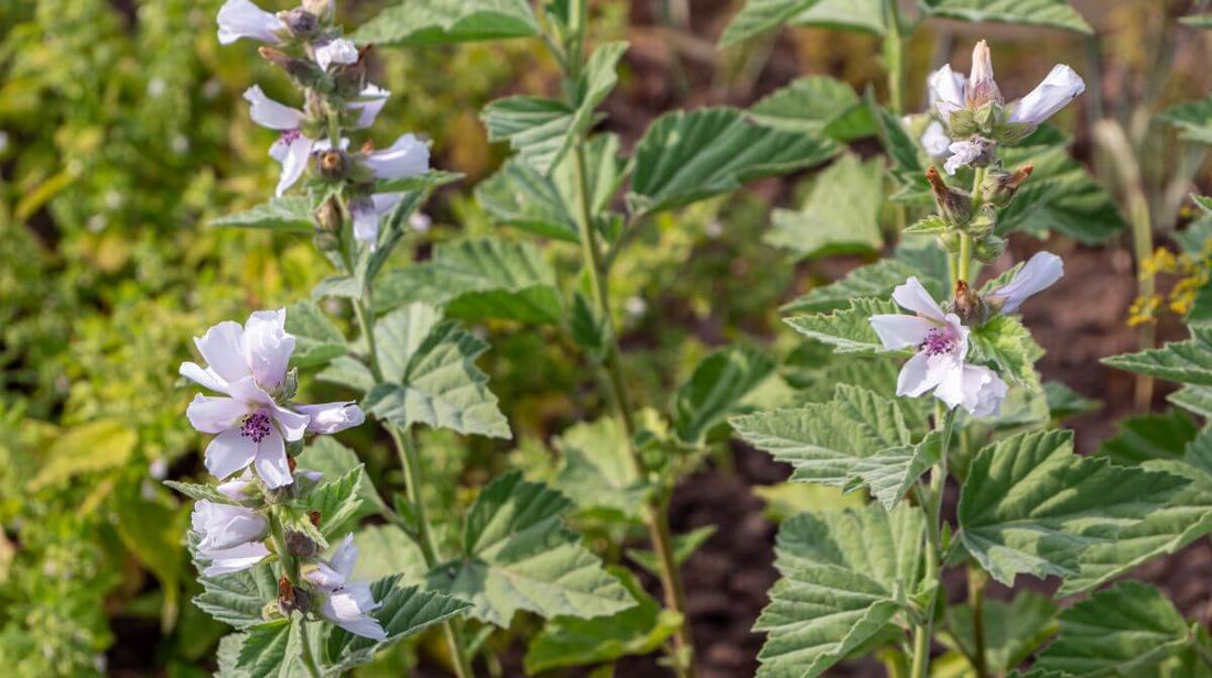 close up of marshmallow plants and flowers