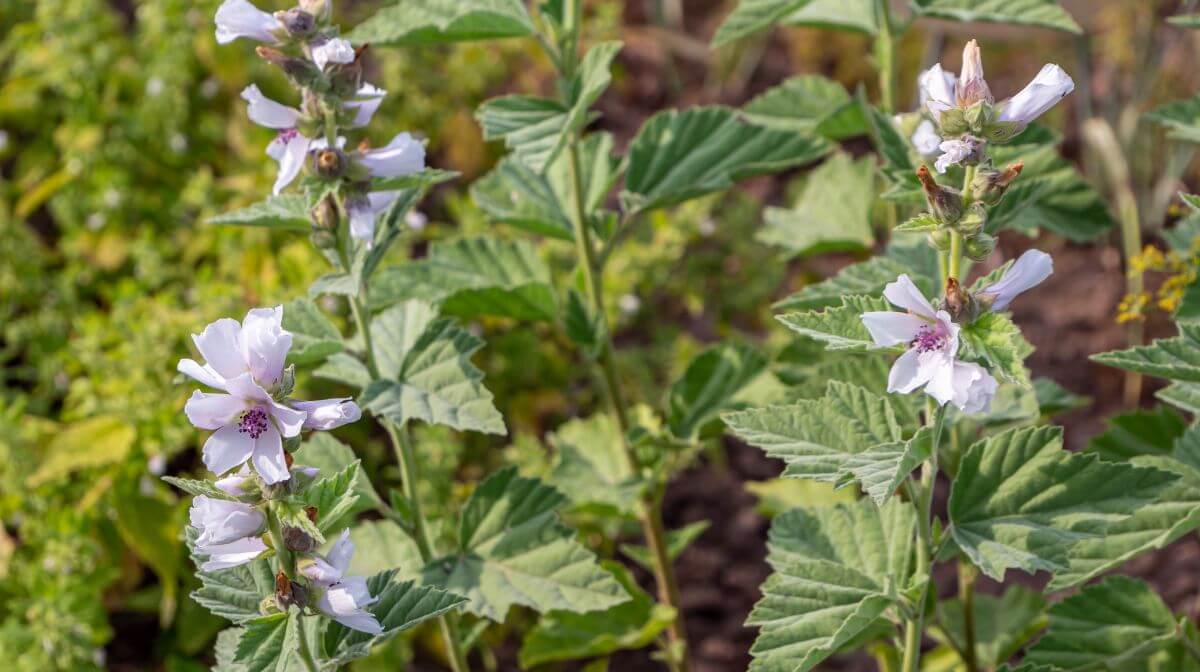 close up of marshmallow plants and flowers