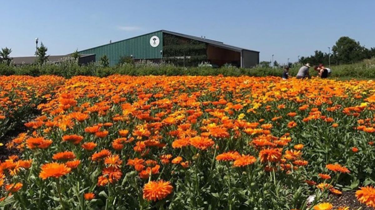 field of calendulas in bloom at Neal's Yard Remedies eco factory