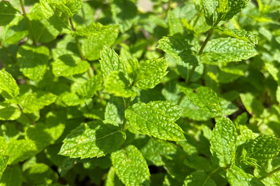 Herbs we love: Peppermint