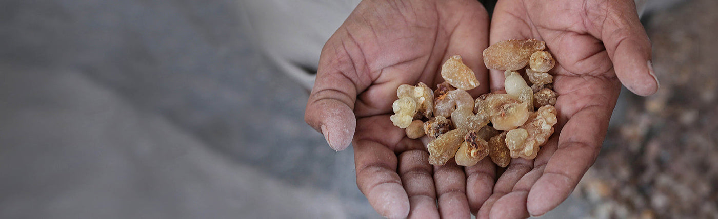 Picture of raw Frankincense resin cupped in a pair of hands, collected from trees planted on Oman as part of our 'Project Frankincense' initiative to bring sustainable tree crops to the region - Neal's Yard Remedies