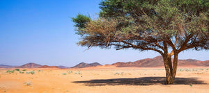 acacia-gum-2238x1000_fc43ca3c-be98-4042-a5e2-f6484d09e380.jpg