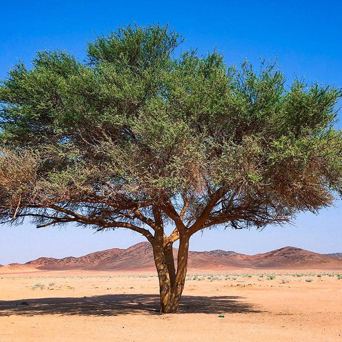 acacia-gum-700x700_5fcc5a0e-d4ba-4149-a2c4-465c028ac7ff.jpg