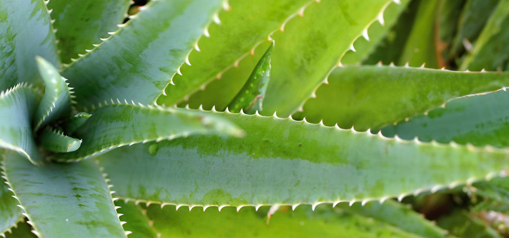 aloe-vera-1920x900_4c329bfa-3e26-49bd-a924-1fd2599e775c.jpg