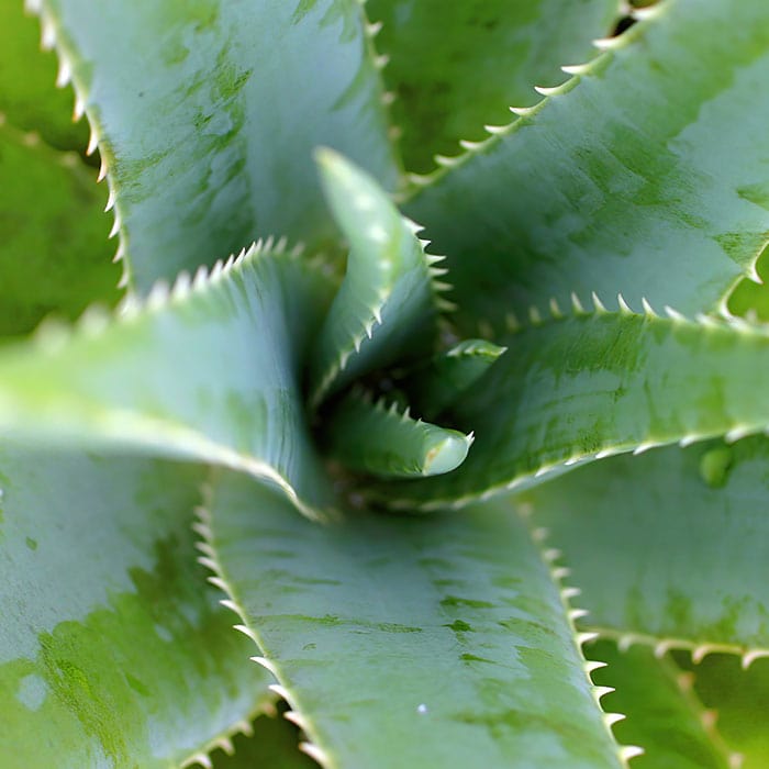 aloe-vera-700x700_c4559640-ee87-4b53-b223-d1ab3523d187.jpg