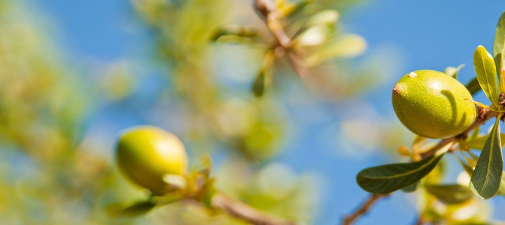 argan-oil-2238x1000_c9fd61b6-4be4-43cd-80d7-24f7e3ab05cc.jpg