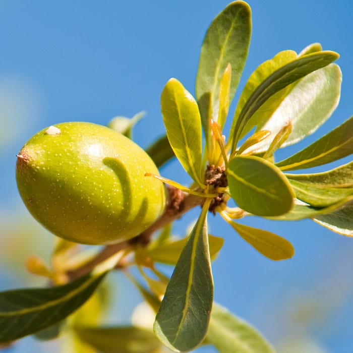 argan-oil-700x700_2a8f0b6d-84a1-4220-bf49-86c1bdbfe13a.jpg