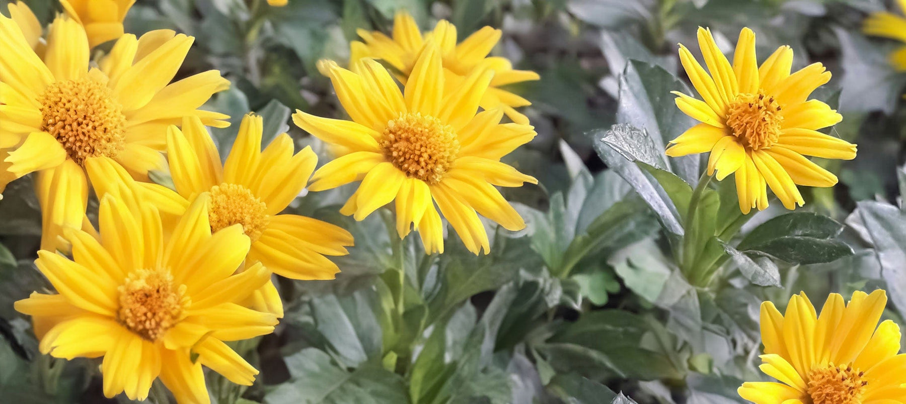 arnica-2238x1000_54816ecd-e075-44d4-baa5-63b5eba7587c.jpg
