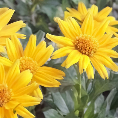 arnica-700x700_cd299cb5-ef36-4172-a64a-f4944b0779a5.jpg