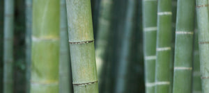 bamboo-stem-powder-2238x1000.jpg