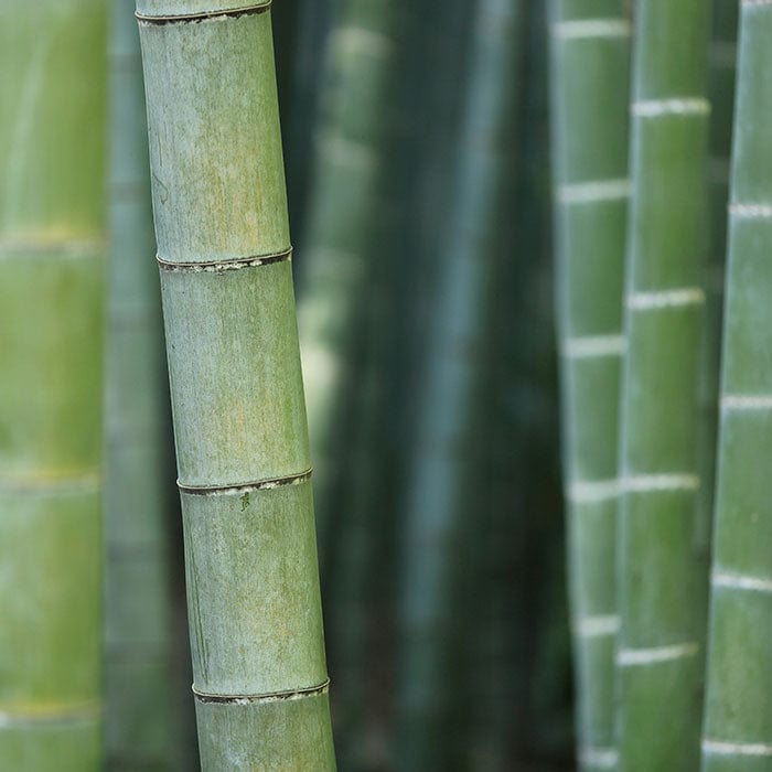 bamboo-stem-powder-700x700.jpg