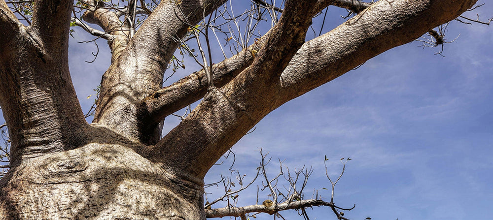 baobab-seed-oil-2238x1000_650db3d7-c686-4b4f-b8d6-73df8faaaa88.jpg
