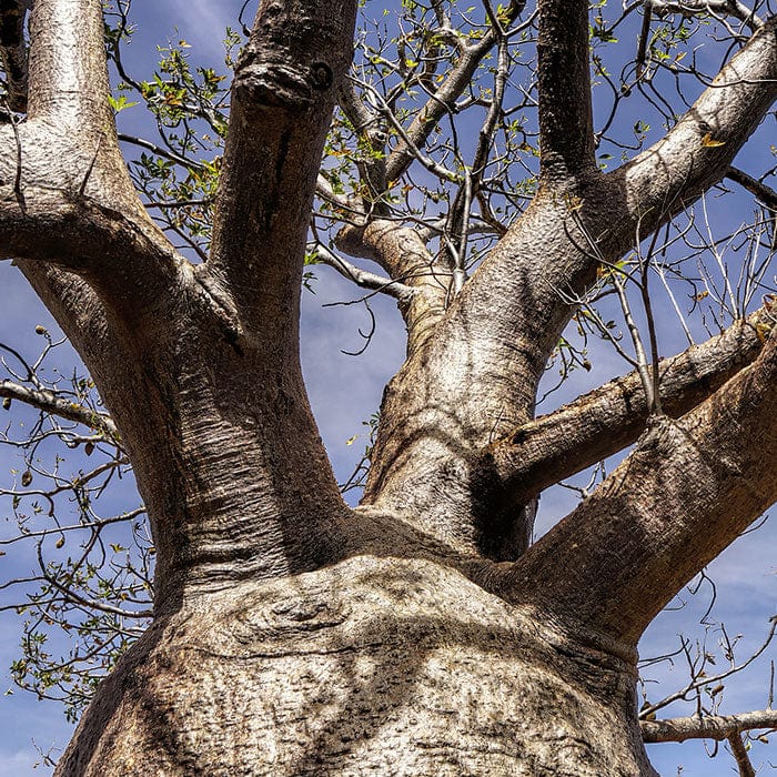 baobab-seed-oil-700x700_34783eef-ae81-4a92-ac22-b92b7b54e019.jpg