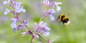 Picture of a bumble bee gathering nectar from a nearby lilac coloured flower - Neal's Yard Remedies