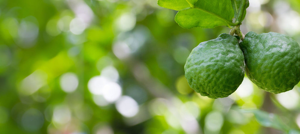 bergamot-essential-oil-2238x1000_5f3f6f7b-5bad-4d6e-a1d1-e9aa8e9039f7.jpg