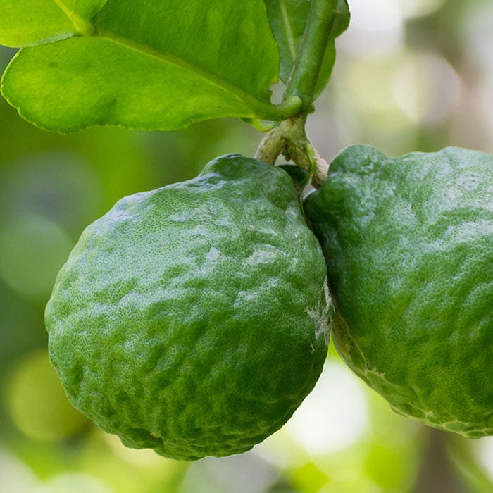 bergamot-essential-oil-700x700_d4241240-aeda-4fd3-8bdc-61ba359aa913.jpg