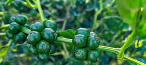 black-pepper-fruit-oil-2238x1000.jpg