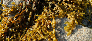 bladderwrack-seaweed-extract-2238x1000.jpg