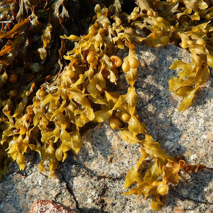 bladderwrack-seaweed-extract-700x700.jpg