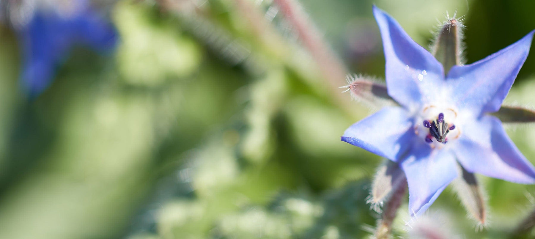 borage-2238x1000_e16def4d-a97b-4dca-8549-f1fd6afa86e4.jpg