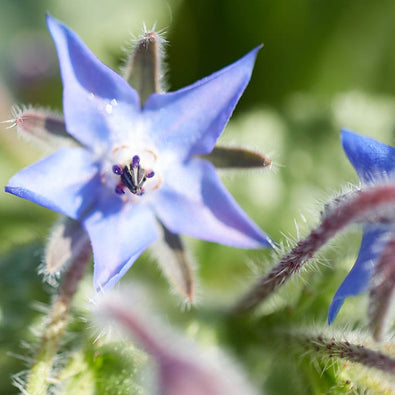borage-700x700_f615233f-0fd0-42ce-a85e-897be6c82d7e.jpg