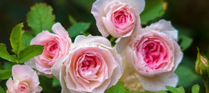cabbage-rose-flower-2238x1000.jpg