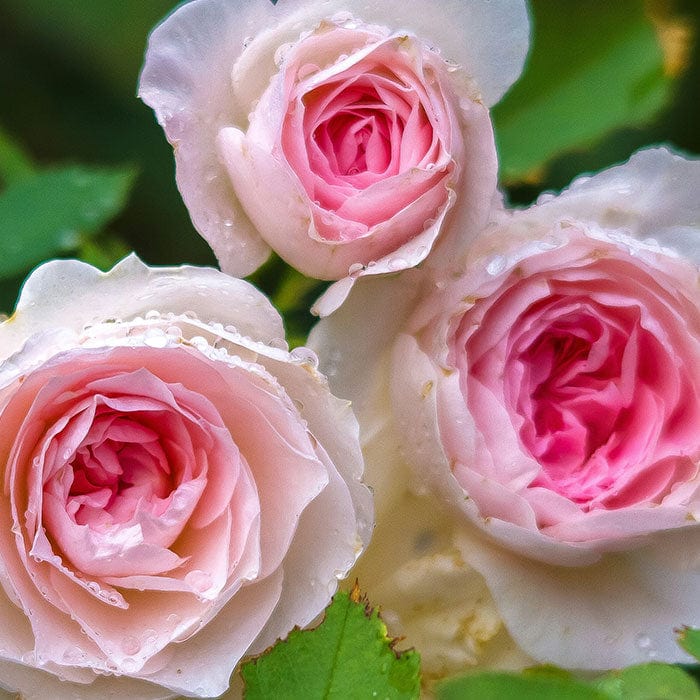 cabbage-rose-flower-700x700.jpg