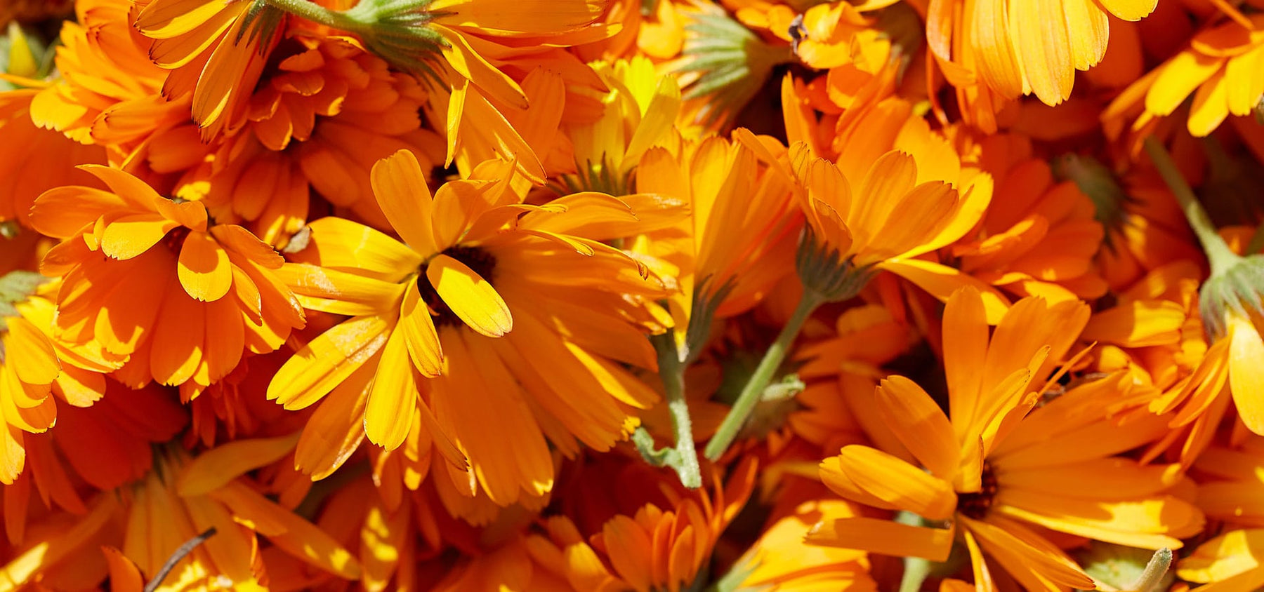 calendula-1920x900_d41e904e-67e5-4618-a094-6cb938232efc.jpg