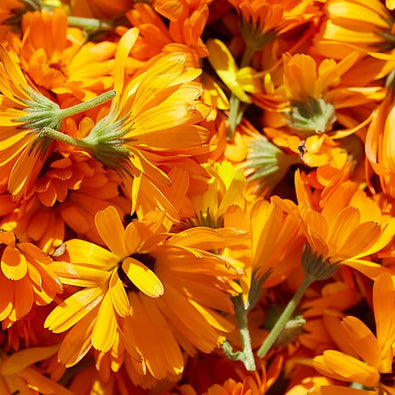 calendula-700x700_3e0af117-779c-433d-9dcf-37cdb4fda77c.jpg