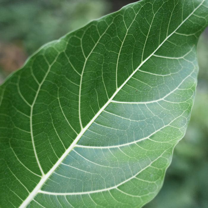 camphor-leaf-oil-700x700.jpg