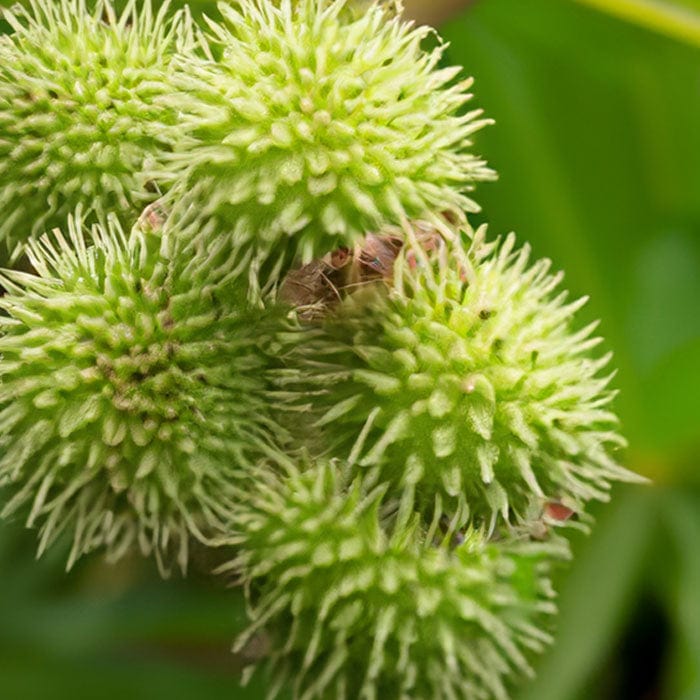 castor-oil-700x700_b0aaea1e-d4f6-47cc-a2a3-f9c4518accaa.jpg