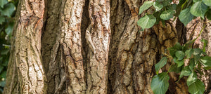 cedarwood-essential-oil-2238x1000_7ded5e81-84b2-4ea8-9c60-6424a0b1c239.jpg