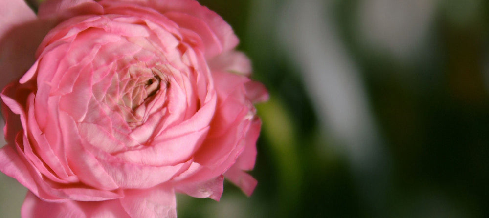 centifolia-rose-2238x1000.jpg