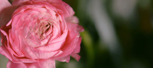 centifolia-rose-2238x1000.jpg