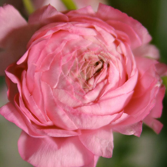 centifolia-rose-700x700.jpg